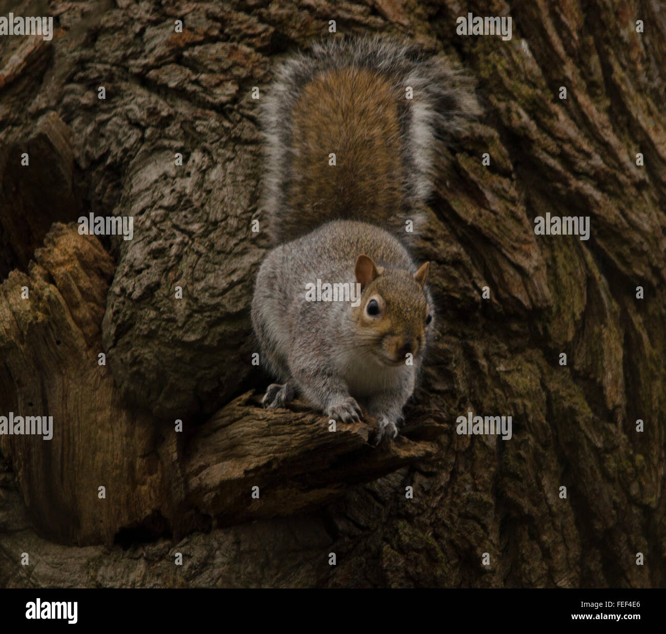 These are wild squirrels photographed totally in a natural surrounding Stock Photo