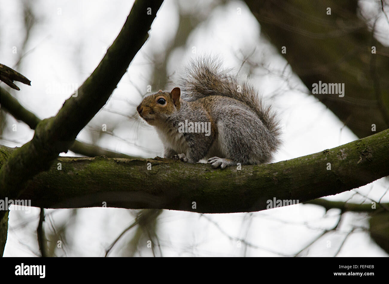 These are wild squirrels photographed totally in a natural surrounding Stock Photo