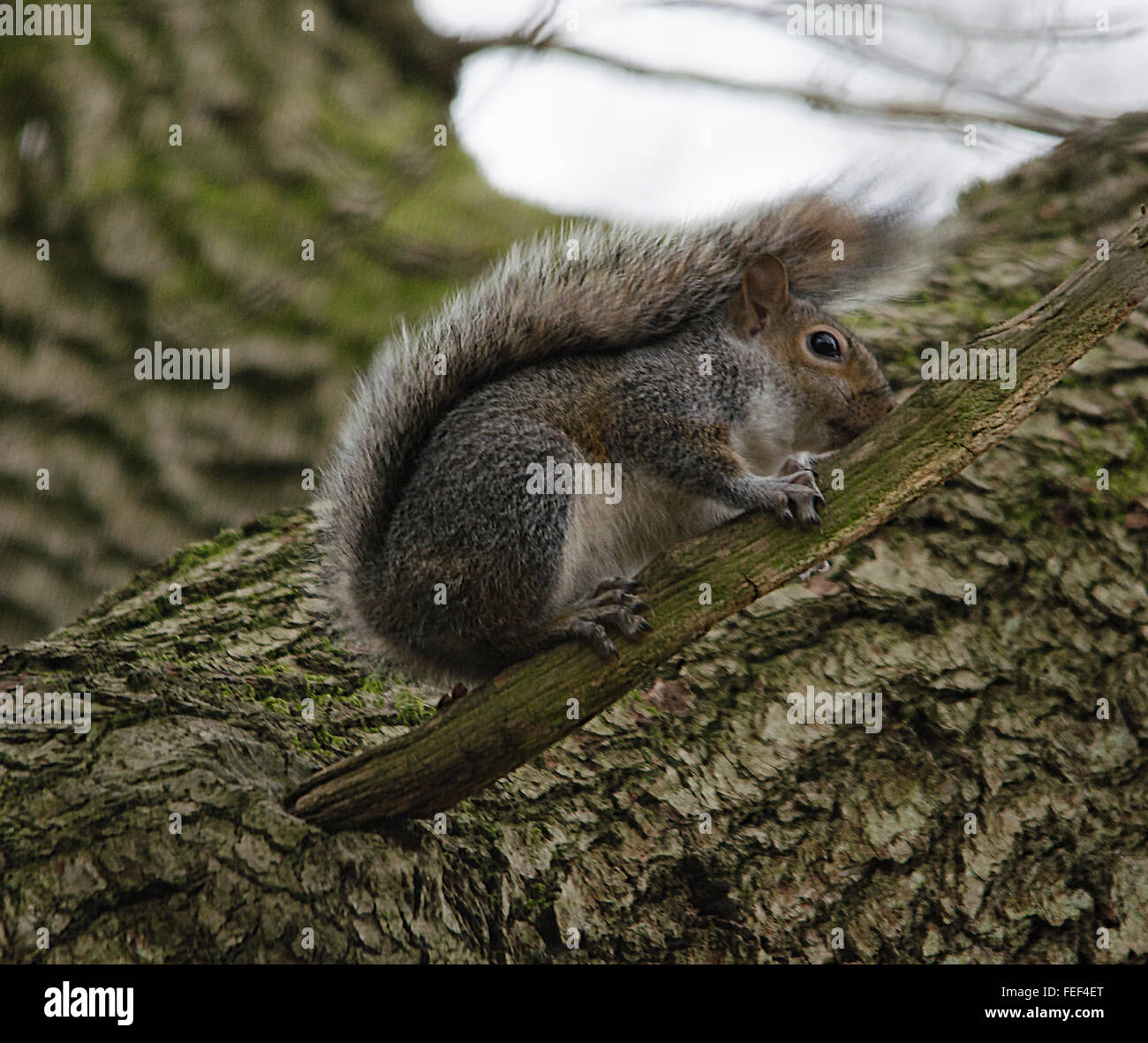 These are wild squirrels photographed totally in a natural surrounding Stock Photo