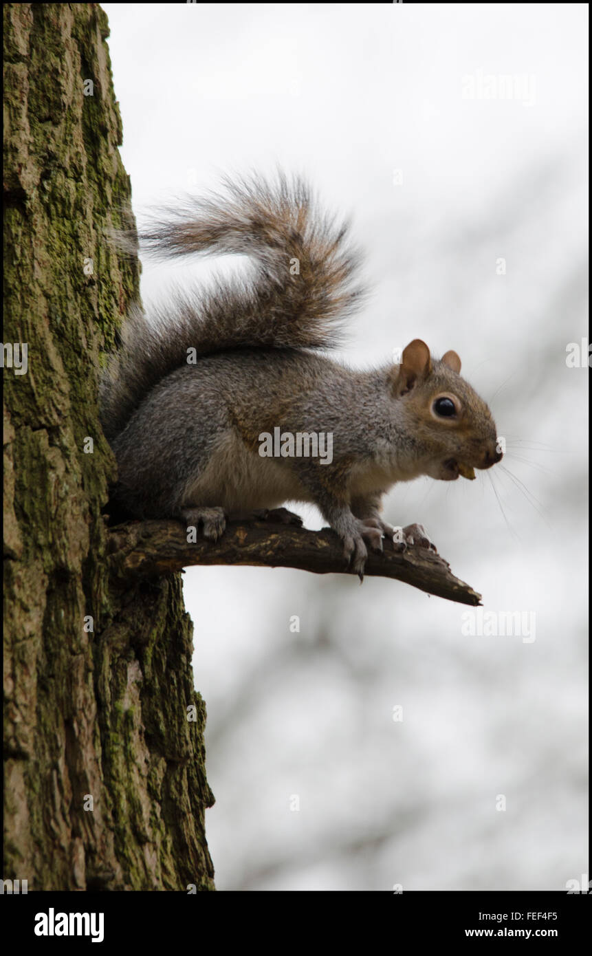 These are wild squirrels photographed totally in a natural surrounding Stock Photo