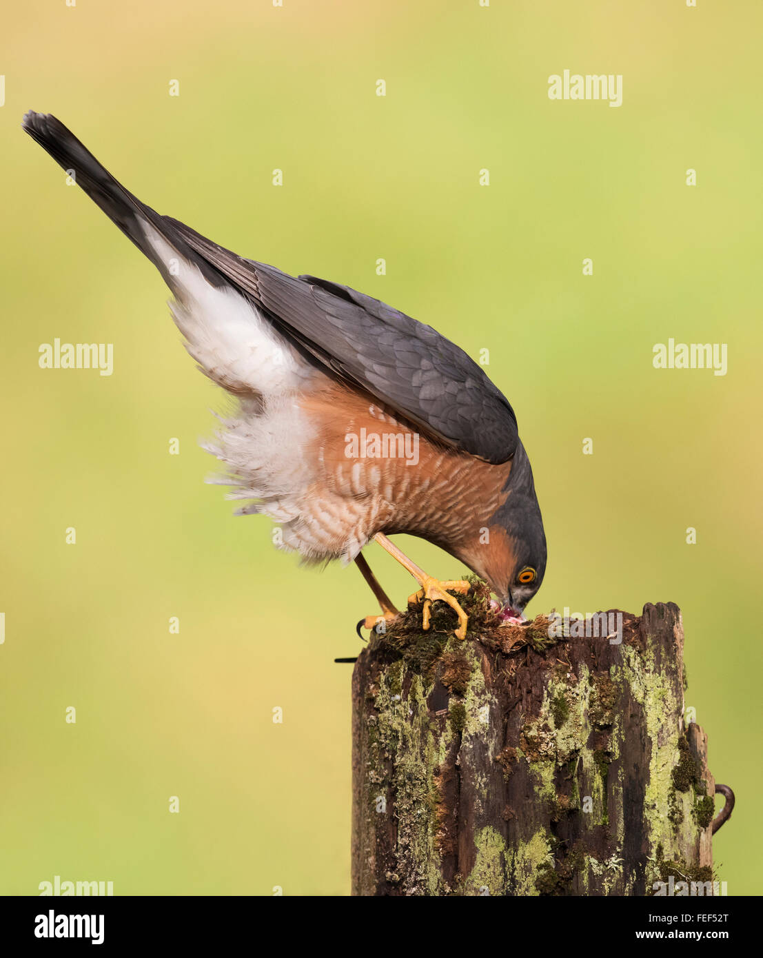 Wild Male Sparrowhawk (Accipiter nisus) feeding on prey item Stock Photo