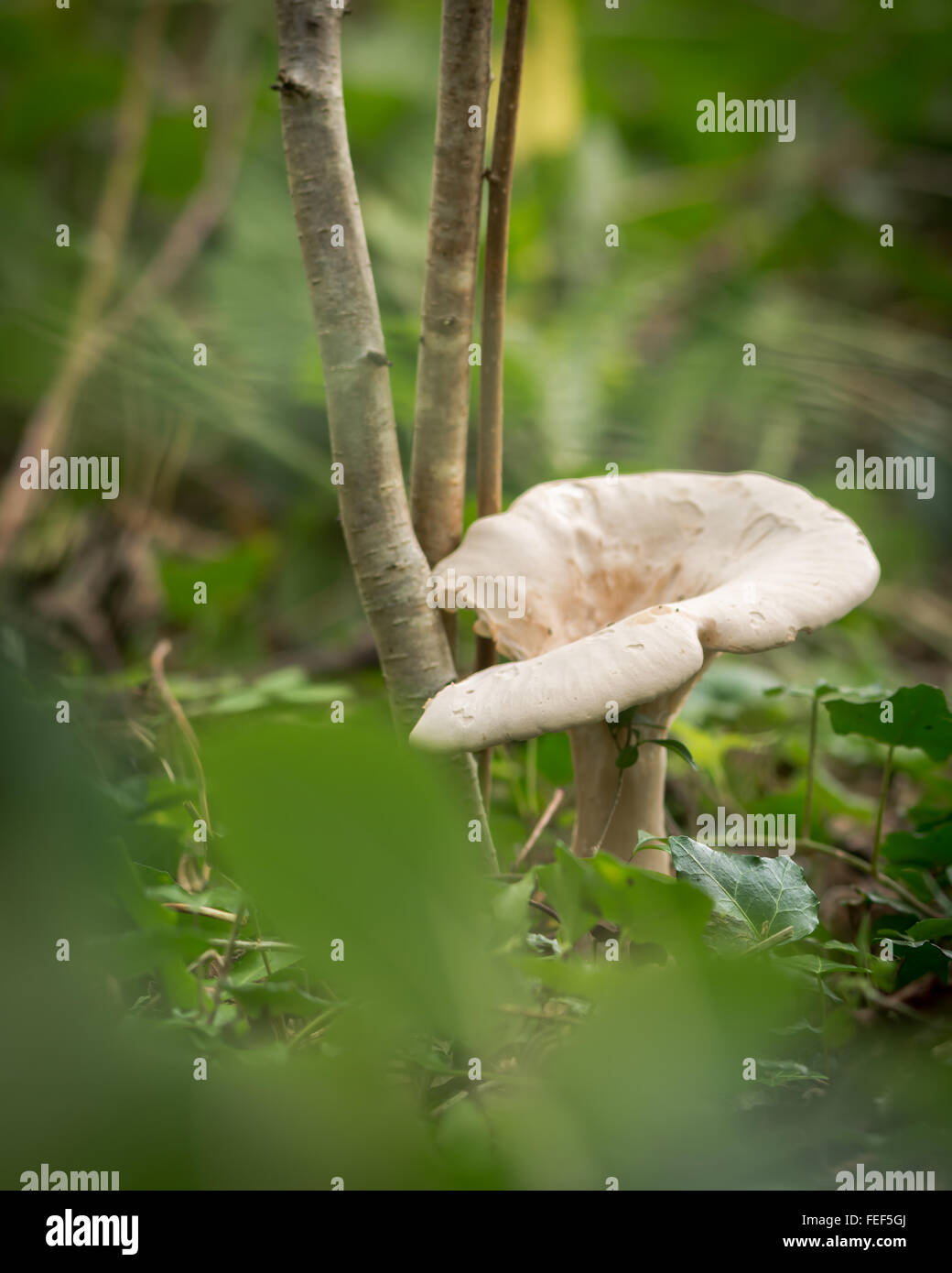 Clouded agaric mushroom (Clitocybe nebularis). One of a troop of mushrooms in the family Tricholomataceae, growing in a British Stock Photo