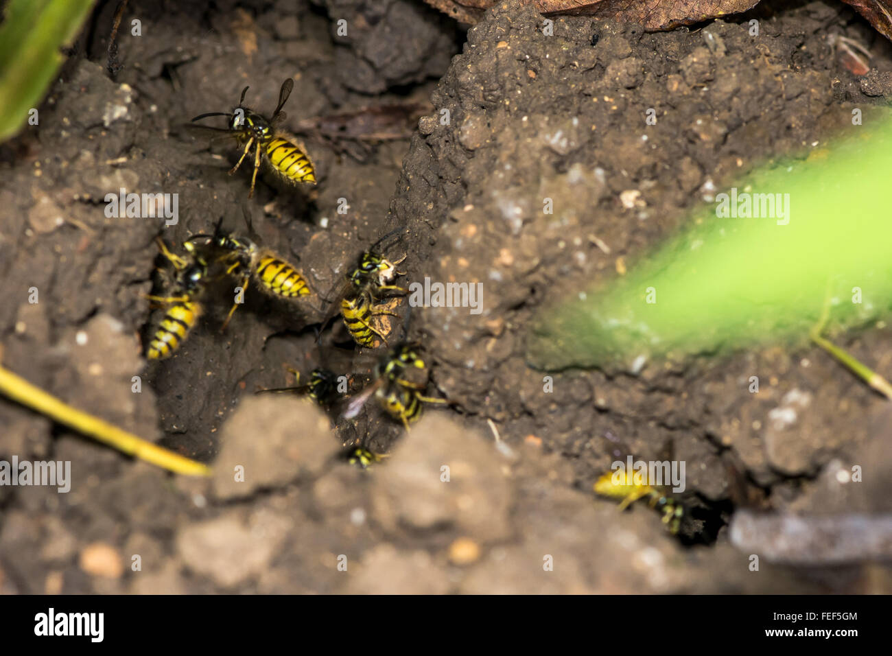 Entry to a common wasp nest (Vespula vulgaris). Social insects around the entrance of an underground nest, composite image Stock Photo