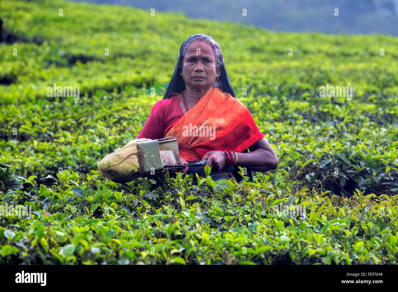 tea plantation, Thekkady, Periyar, Kerala, India, South Asia Stock Photo