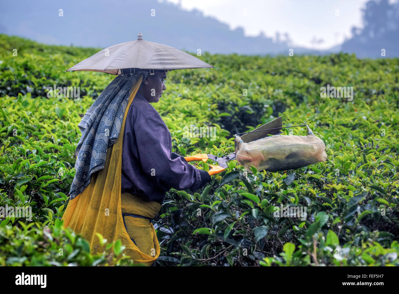 tea plantation, Thekkady, Periyar, Kerala, India, South Asia Stock Photo