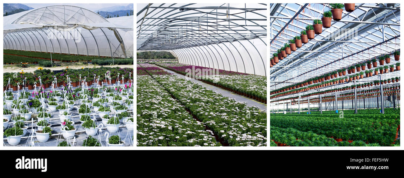 Young flowering plants in the greenhouse Stock Photo - Alamy