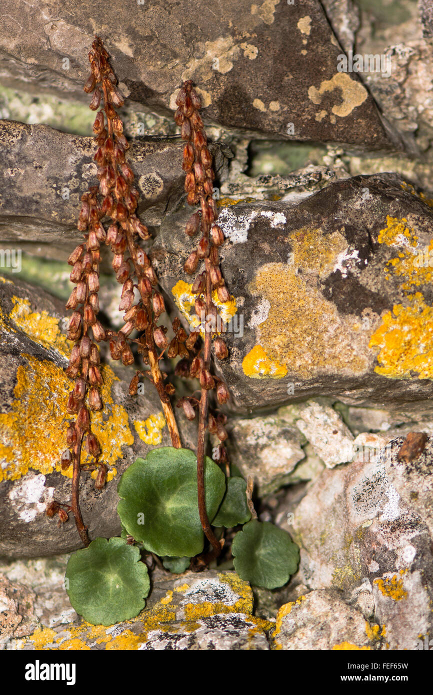 Navelwort (Umbilicus rupestris) in seed. Plant in the family Crassulaceae growing on a dry stone wall Stock Photo