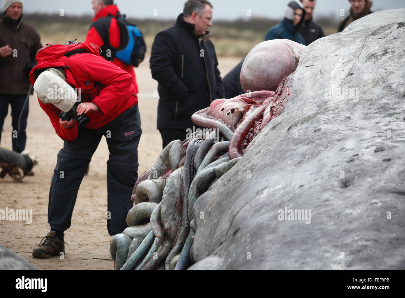 Old Hunstanton, Norfolk, England, UK. February 6th 2016. People flock to see the dead sperm whale which came ashore alive on Thursday morning but died later that evening. Since then an autopsy has been performed in an effort to learn more about how the whale came to it's end Credit:  Stuart Aylmer/17�Թ����� Live News Stock Photo