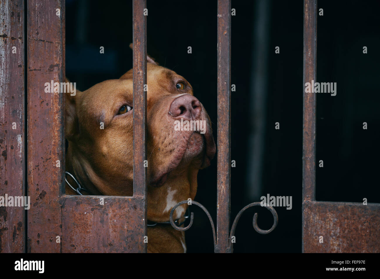 Brown Pitbull dog behind rusty cage Stock Photo