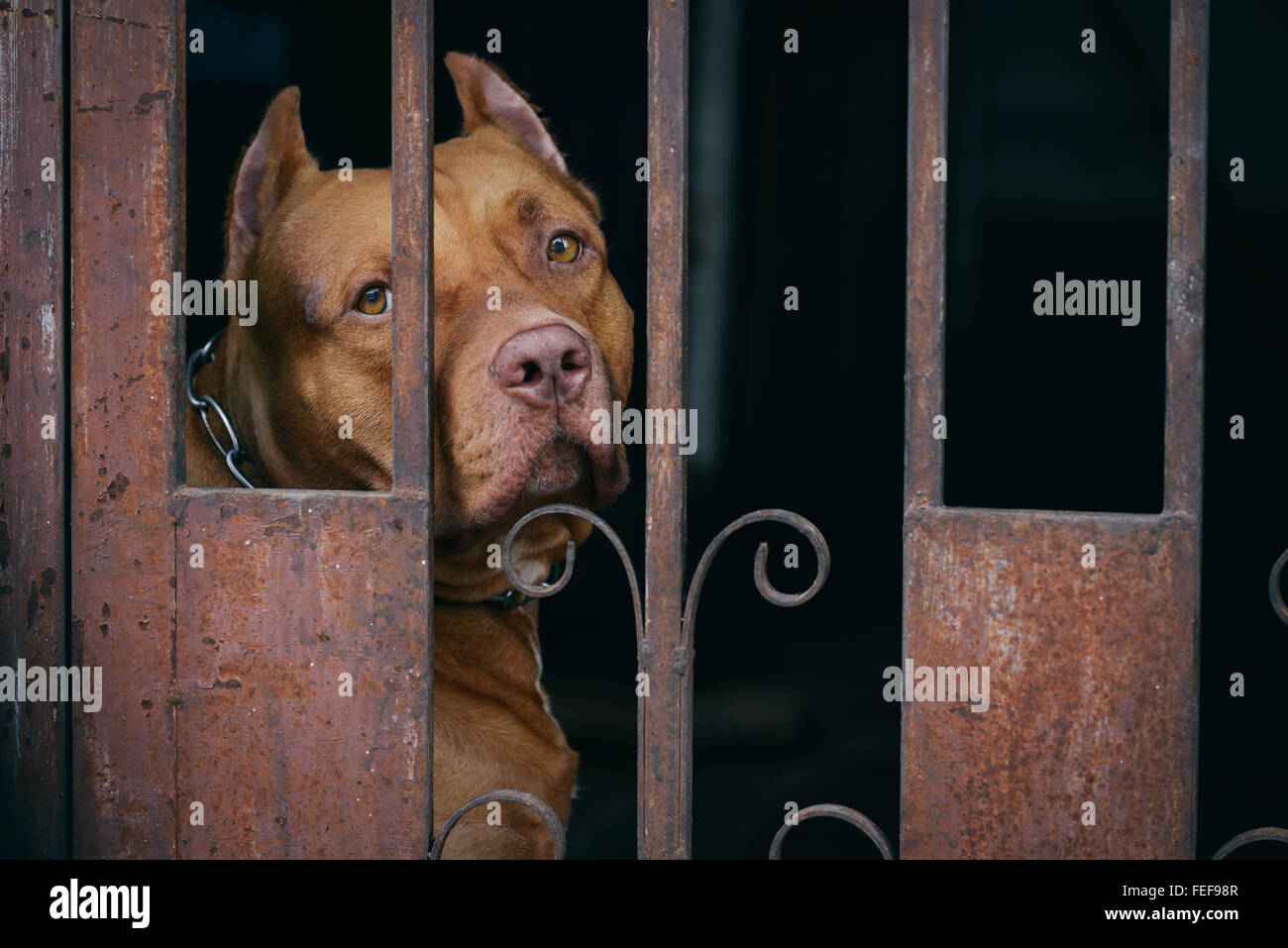 Brown Pitbull dog behind rusty cage Stock Photo