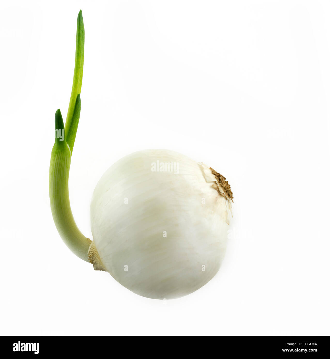 Sprouting white Onion with green shoots on a white background.Ready for