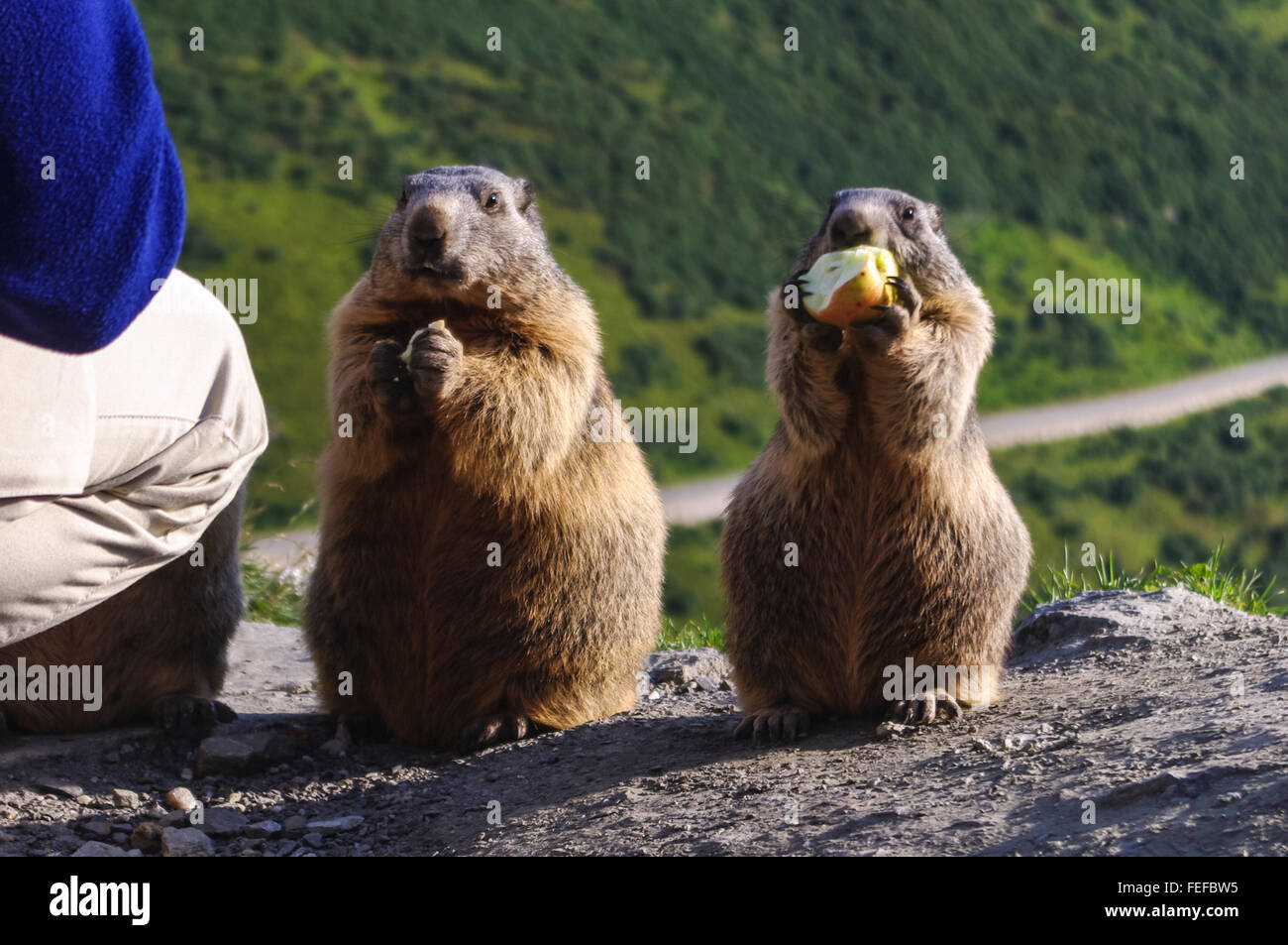 Tourist feeding apples to wild alpine marmots (Marmota marmota) in the Swiss Alps. Valais/Wallis, Switzerland. Stock Photo