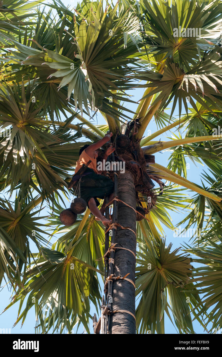 Asian male seen from below, climbing a palm tree to harvest coconuts on a plantation in Mandalay Region, Myanmar. Stock Photo