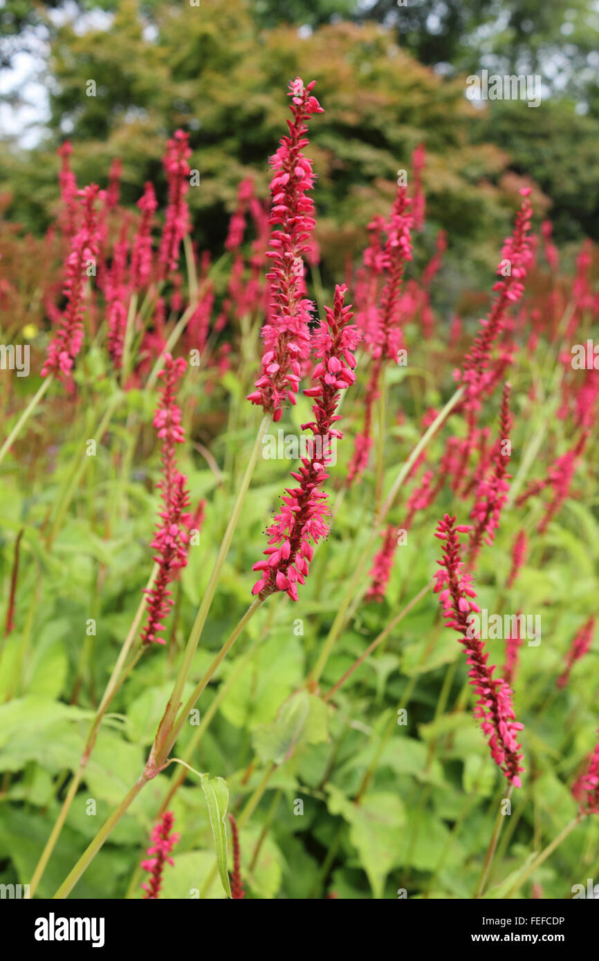 Tall red border summer flowers. Surrey UK Stock Photo