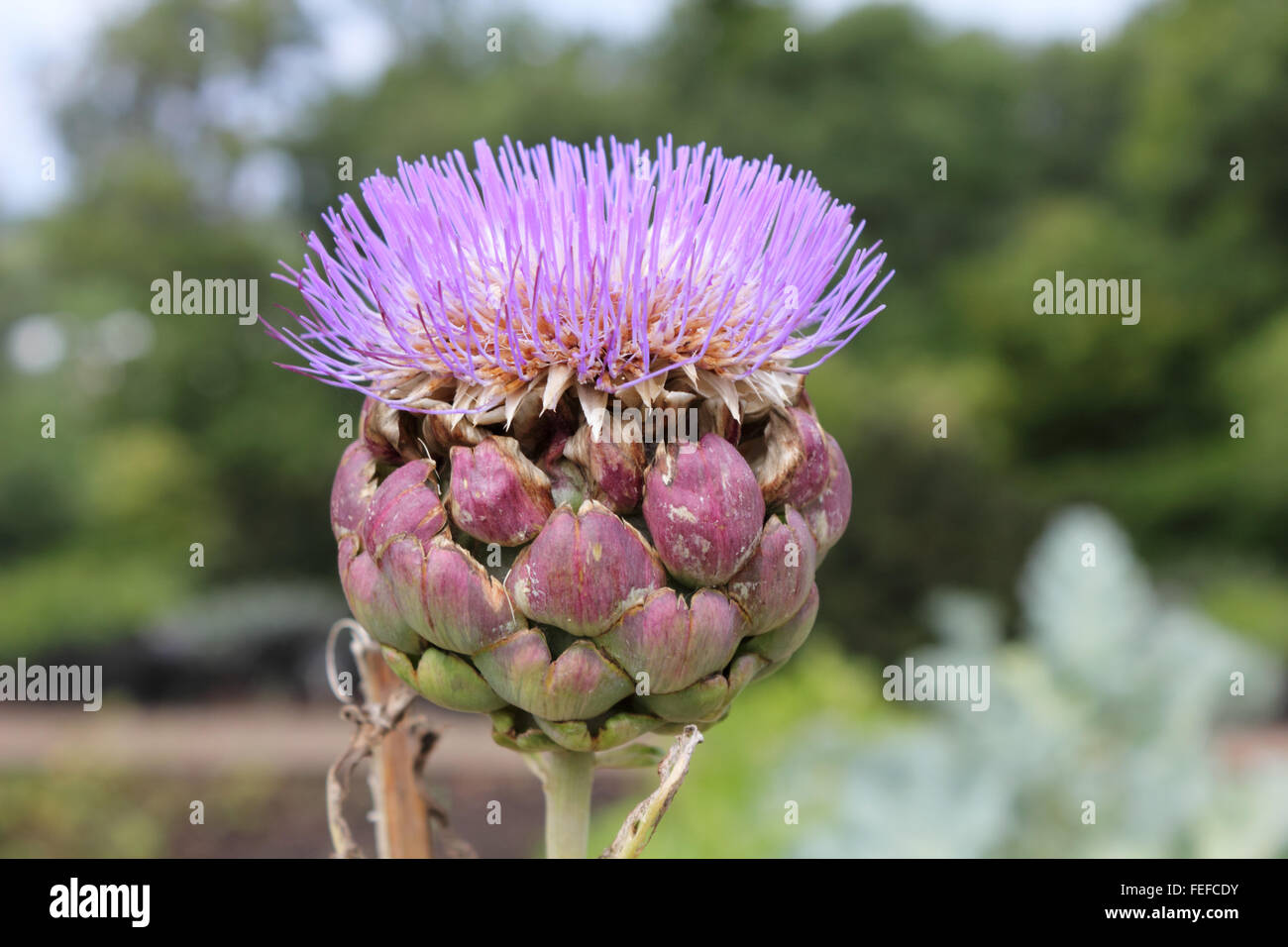 Seen here in flower, the globe artichoke (Cynara cardunculus var. scolymus) is a variety of edible thistle. Surrey, England, UK. Stock Photo