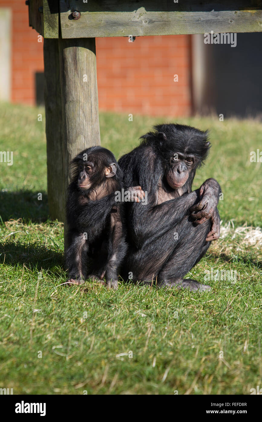 Captive baby chimpanzee with mother within ape enclosure Stock Photo
