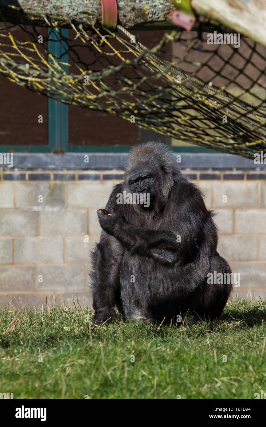 Captive old female chimpanzee ,Twycross Zoo, Stock Photo