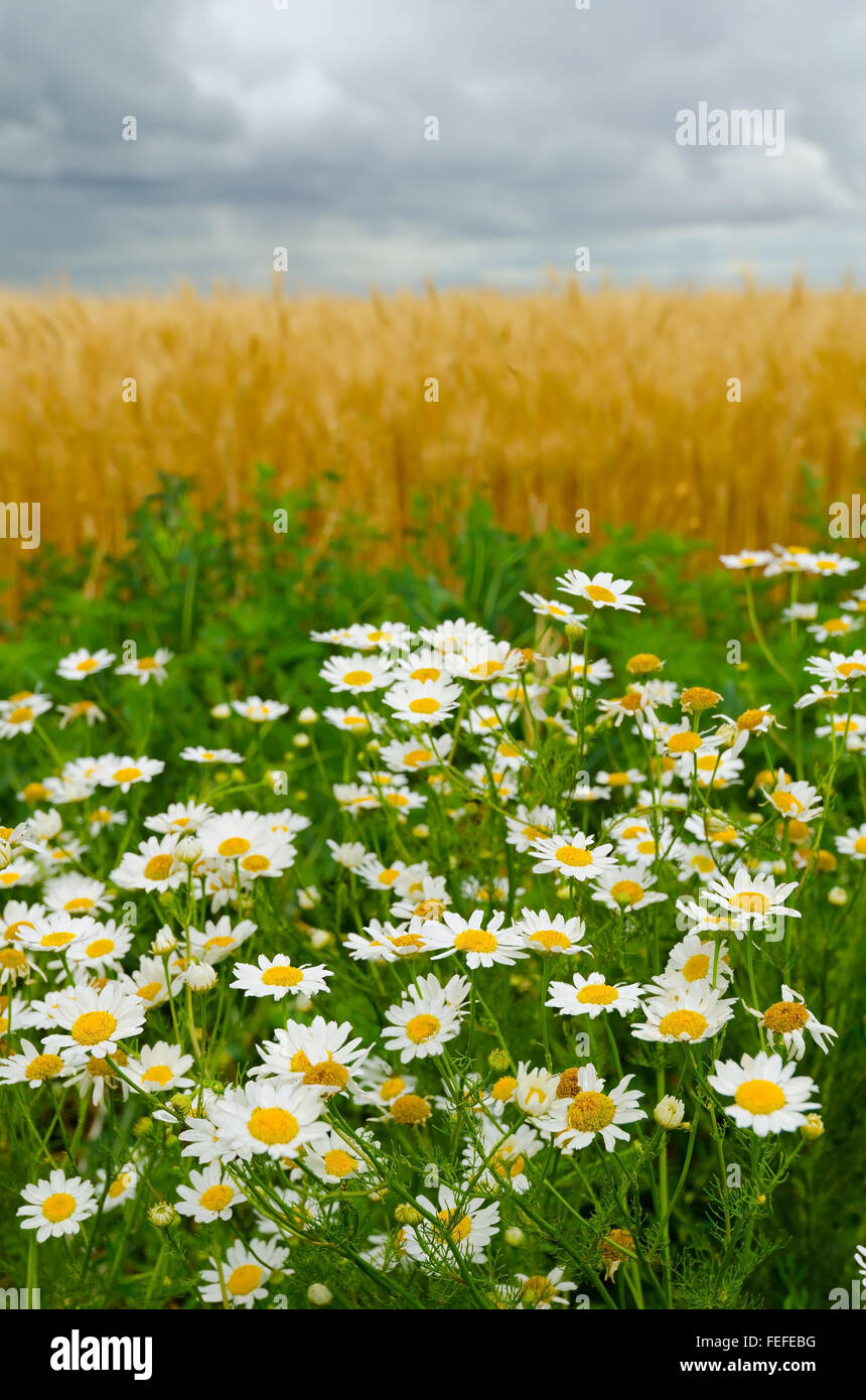 Camomile against a wheaten field and the storm sky Stock Photo
