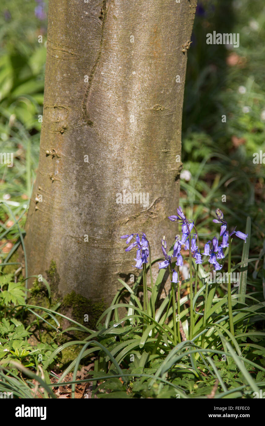 English Bluebells growing beneath a Beech tree in woodlands in the south west UK Stock Photo