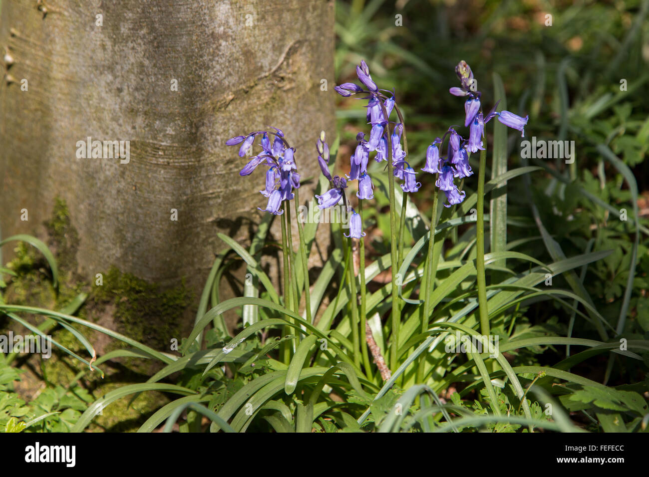 English Bluebells growing beneath a Beech tree in woodlands in the south west UK Stock Photo