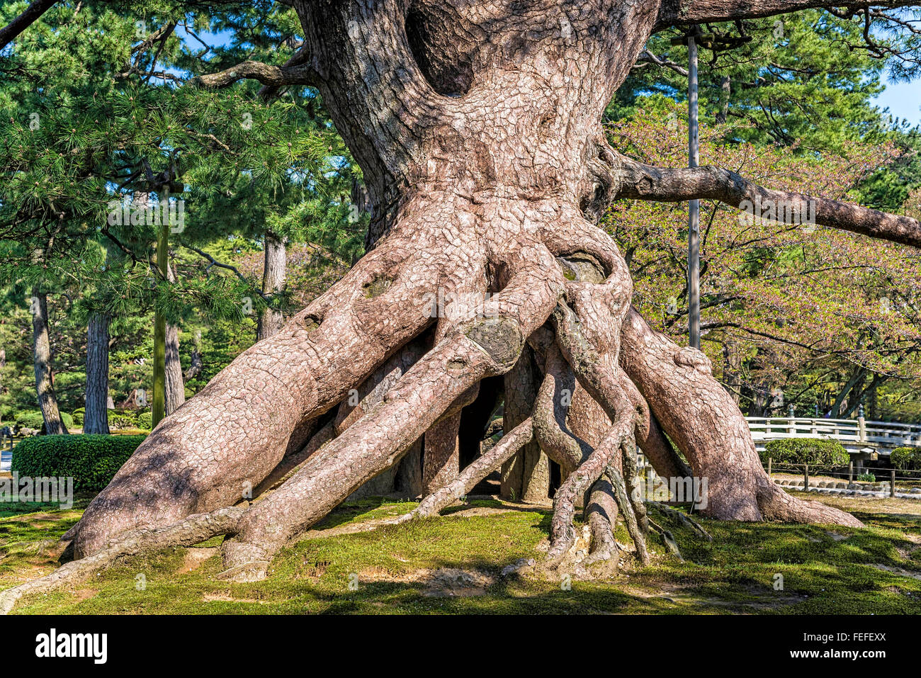 View of a raised roots pine in a garden in Kanazawa, Japan. This