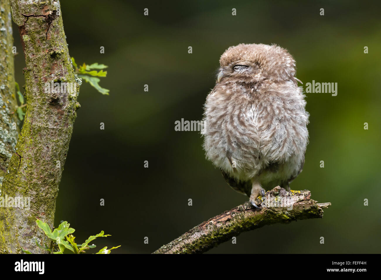 Young little owl [Athene noctua] chick perched on a tree branch whilst sleeping. Stock Photo