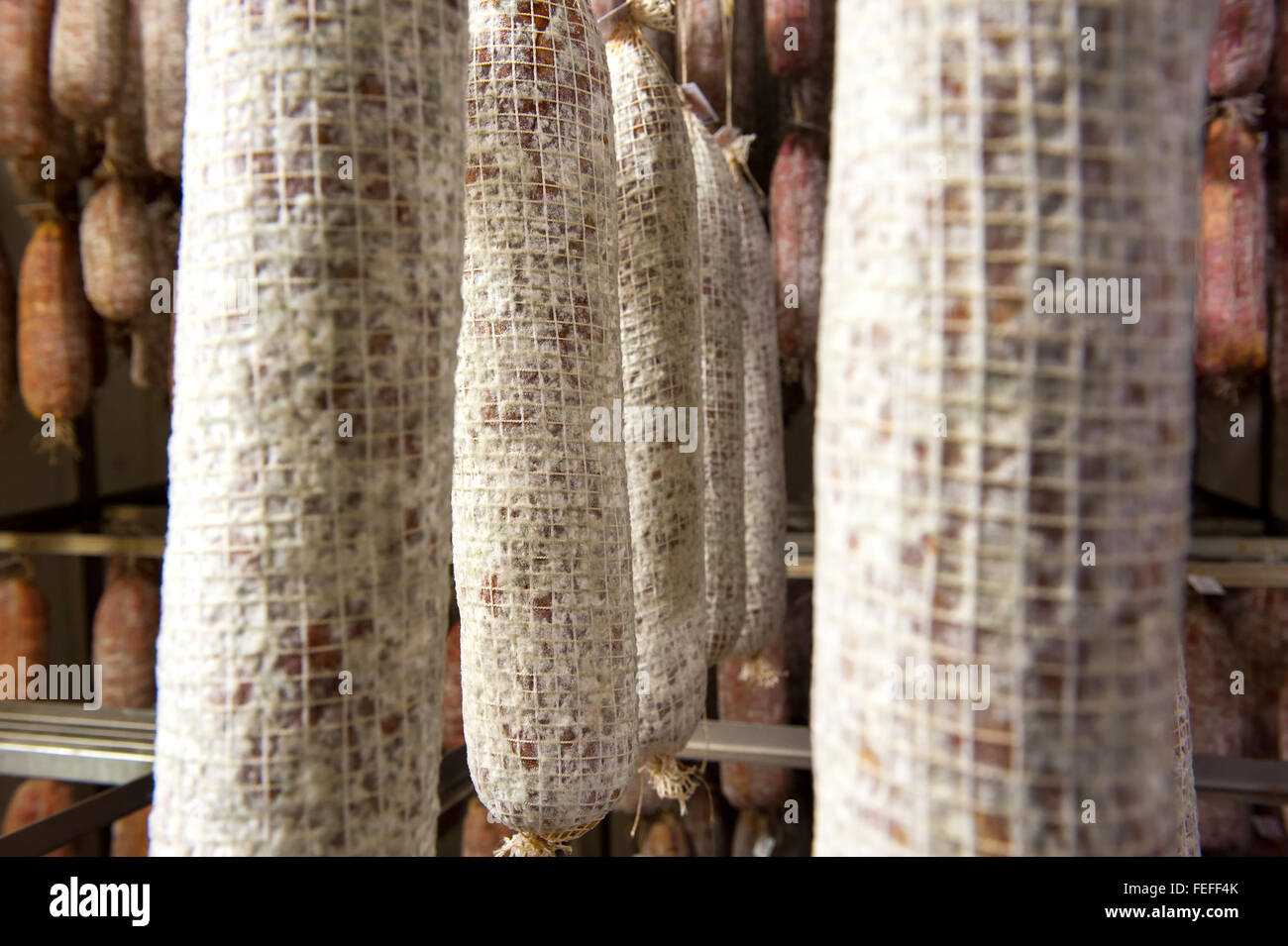 Close up on rows of aging spicy Italian salami sausages hanging in a butchery during the curing and drying process Stock Photo