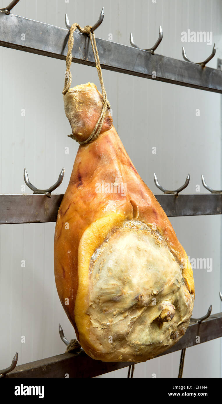 Single specialty Italian parma or prosciutto ham hanging curing and aging on a meat hook in a cool room Stock Photo