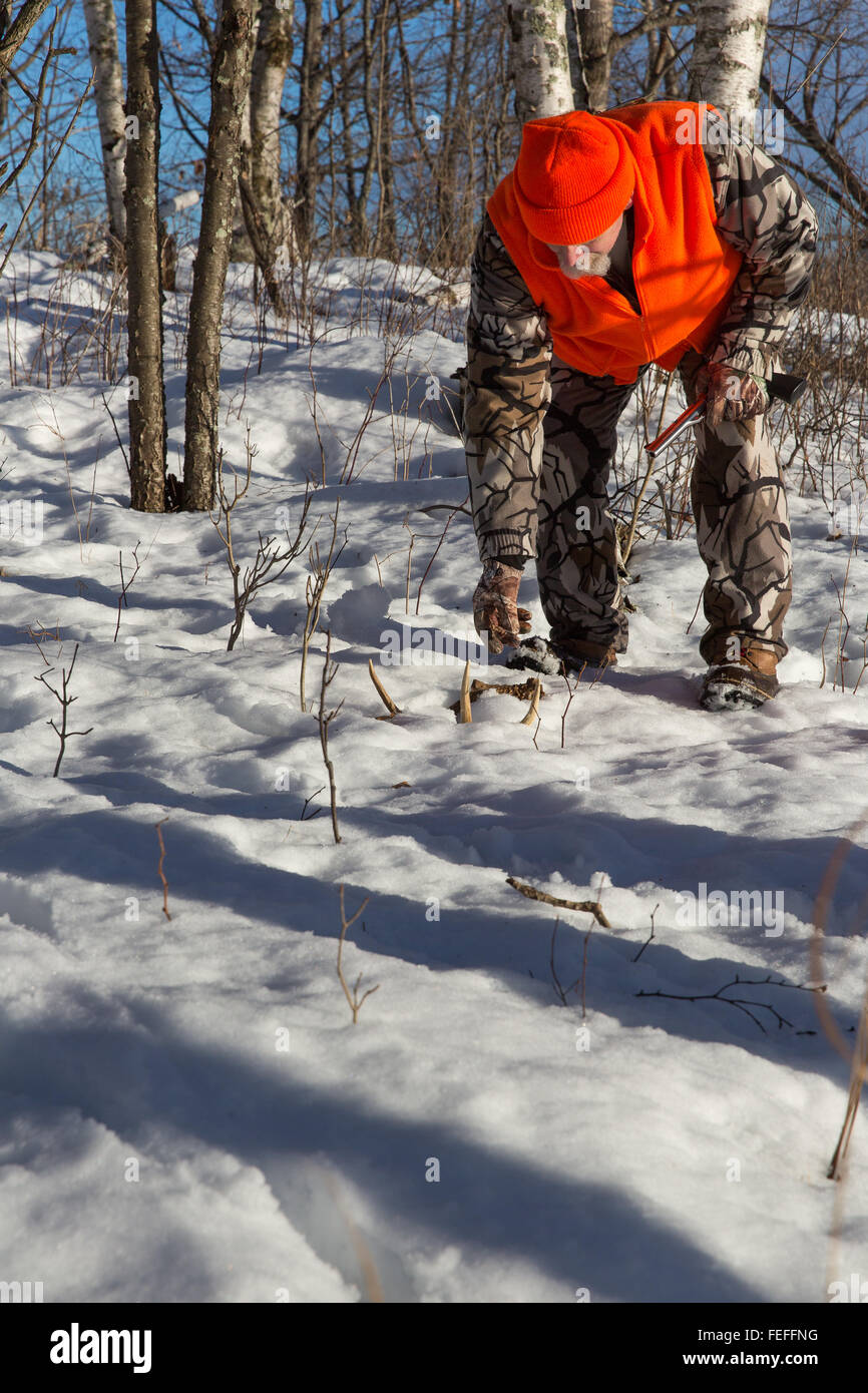 Wisconsin hunter finds an antler shed Stock Photo Alamy