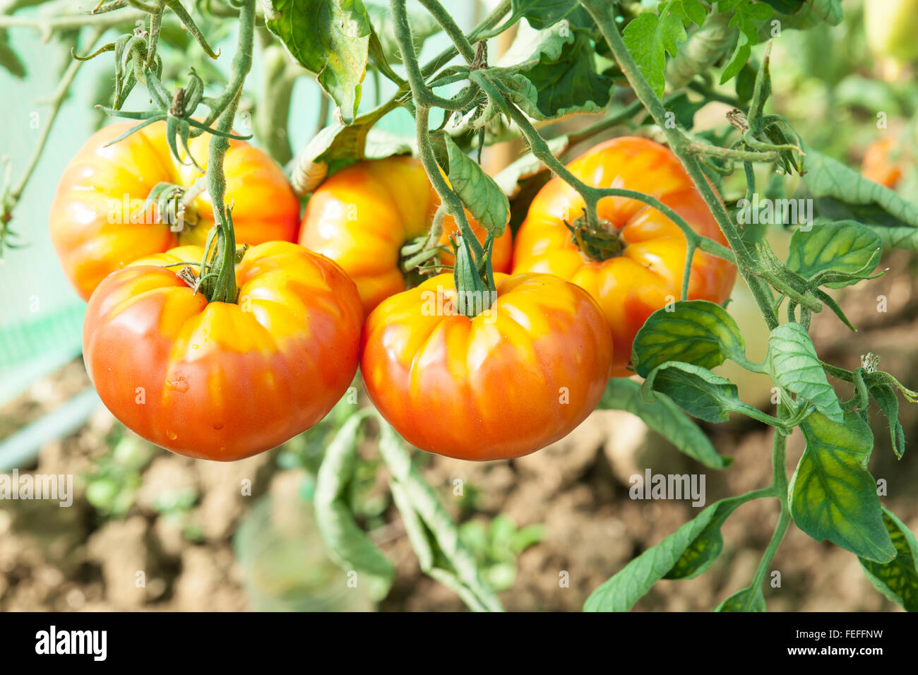 Сорта томатов соседская зависть. Томат соседская зависть рассада. Семена томат всем на зависть f1. Помидоры в огороде. Сорт помидор всем на зависть.