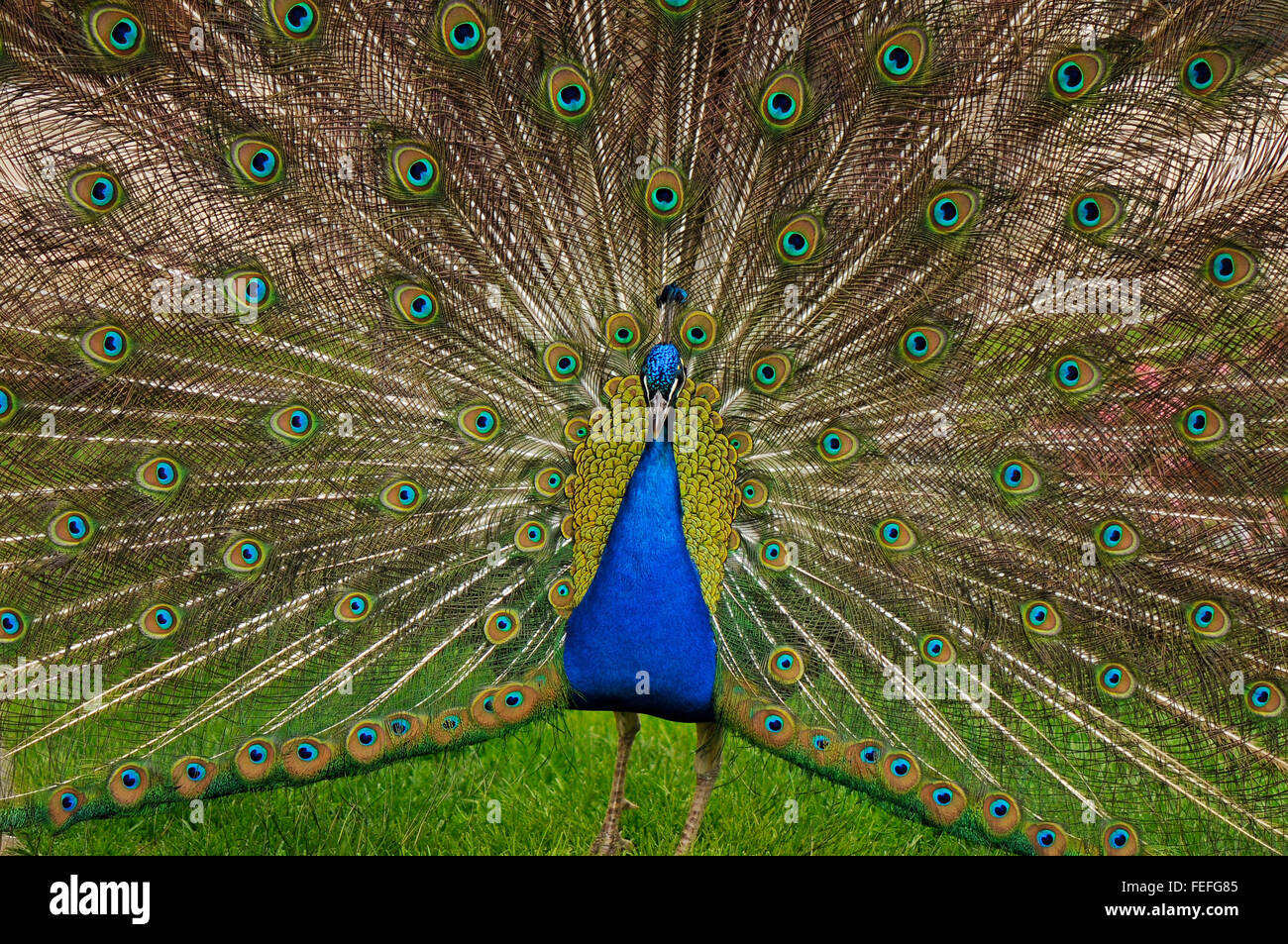 Peacock male on green grass lawn at Royal Baths Park in Warsaw, Poland ...
