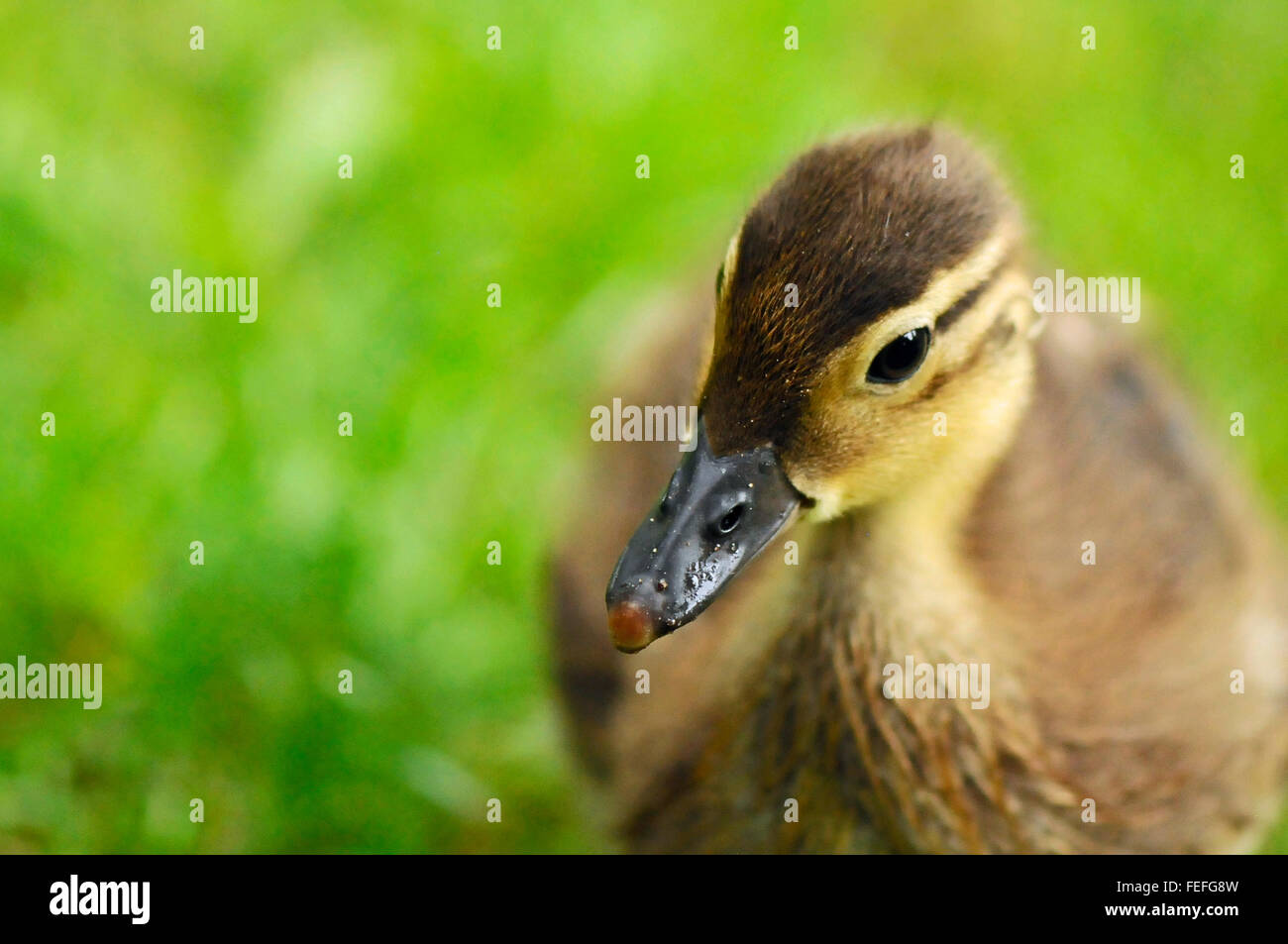 Baby Mandarin Duck High Resolution Stock Photography And Images Alamy