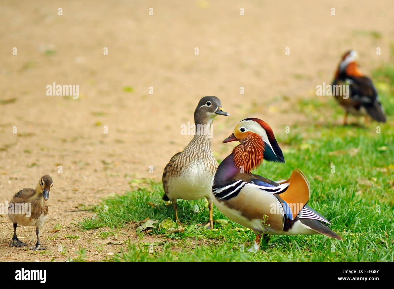 Mandarin duck male and female and little duckling at Royal Baths Park in Warsaw, Poland. Stock Photo