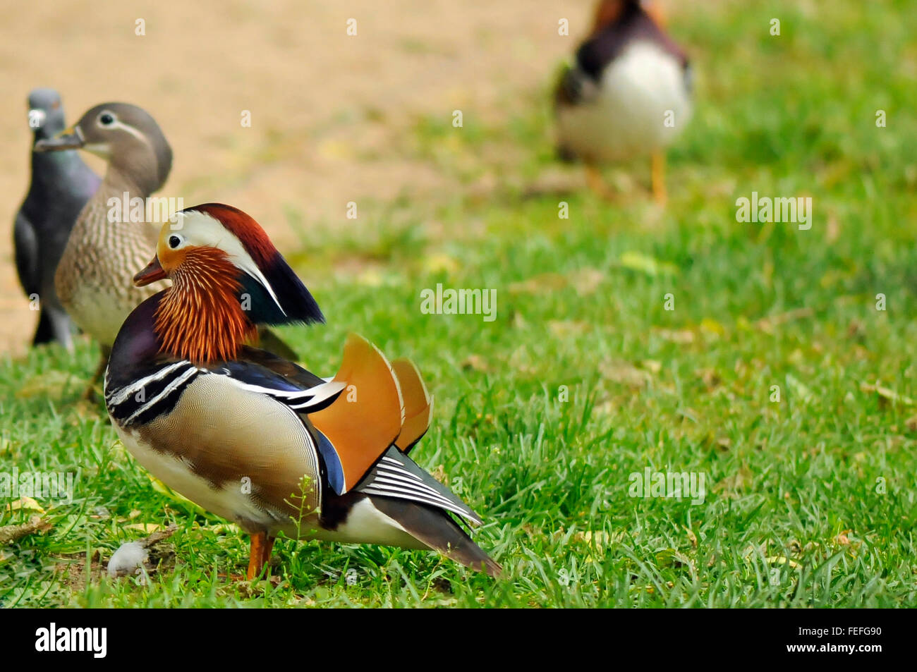 Mandarin duck male and female and pigeon at Royal Baths Park in Warsaw, Poland. Stock Photo