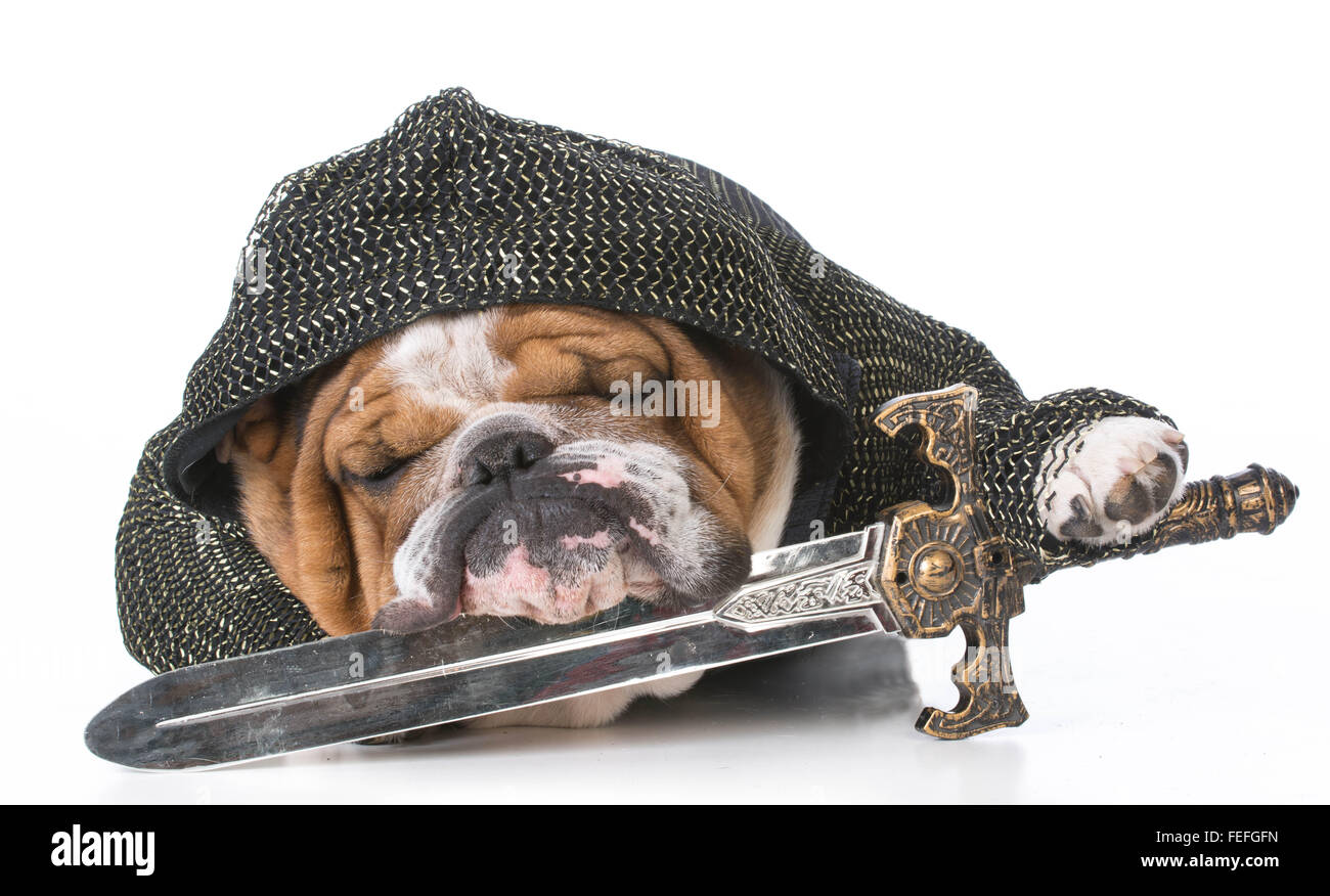 english bulldog wearing knight costume on white background Stock Photo