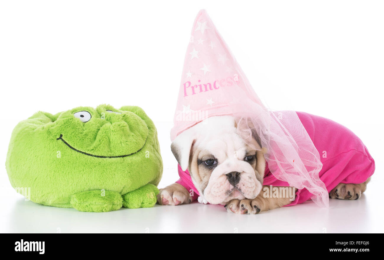 adorable english bulldog puppy dressed like a princess on white background Stock Photo