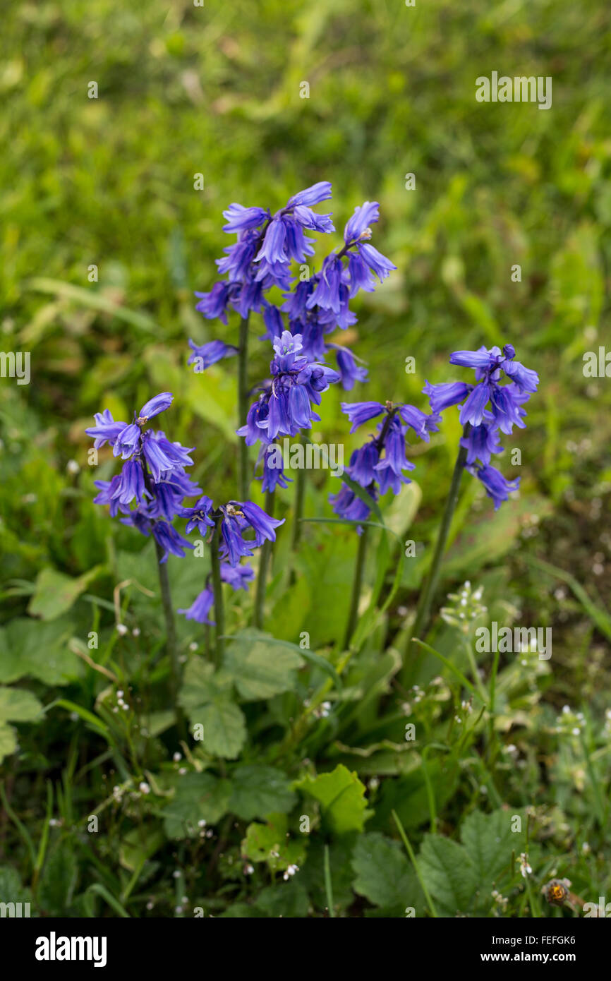 Bluebell flower clusters in a garden lawn. Close up macro of Spanish Bluebell species Stock Photo