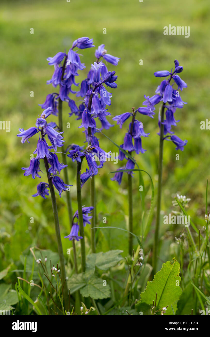 Bluebell flower clusters in a garden lawn. Close up macro of Spanish Bluebell species Stock Photo