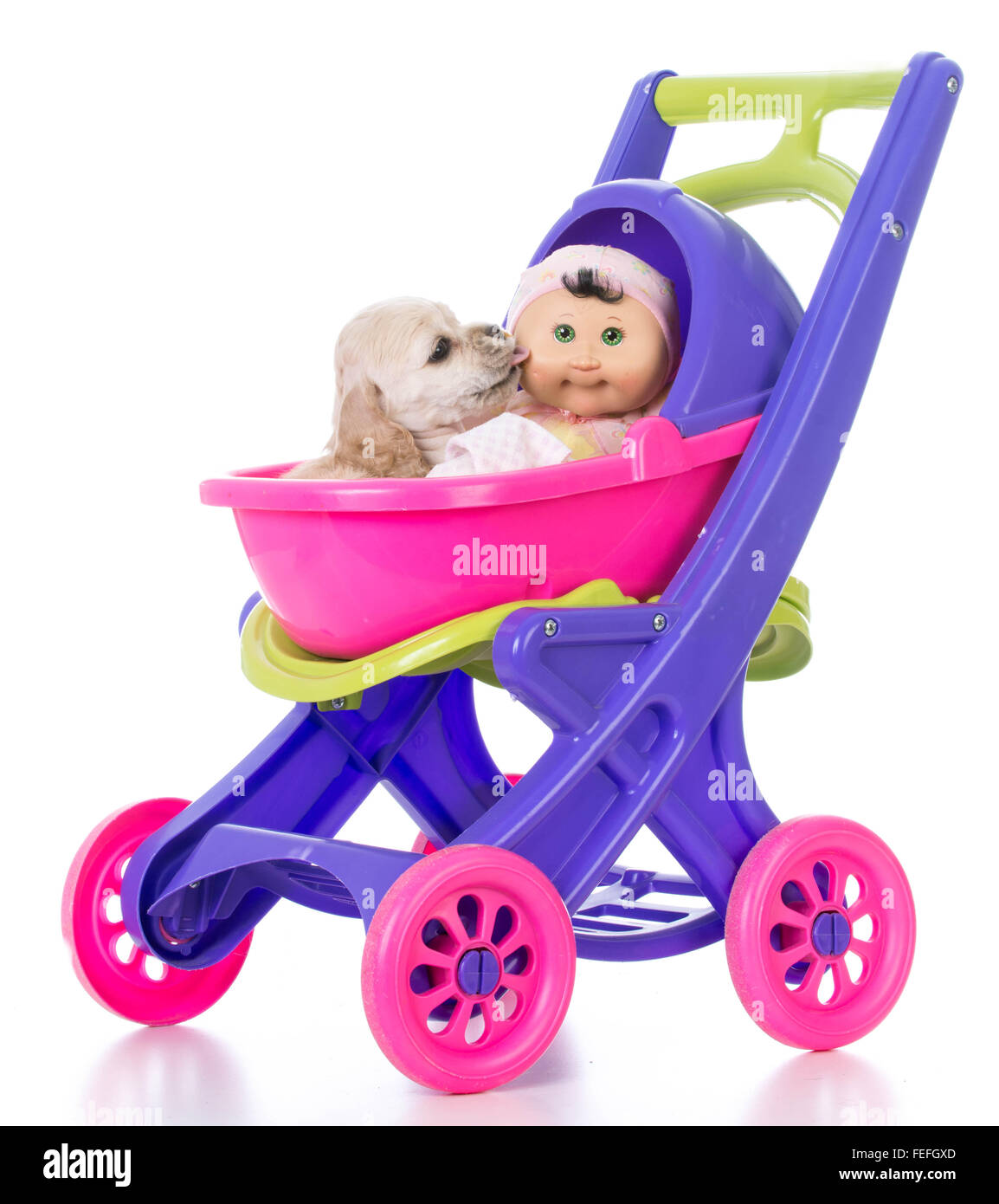 american cocker spaniel kissing a doll in a stroller Stock Photo Alamy