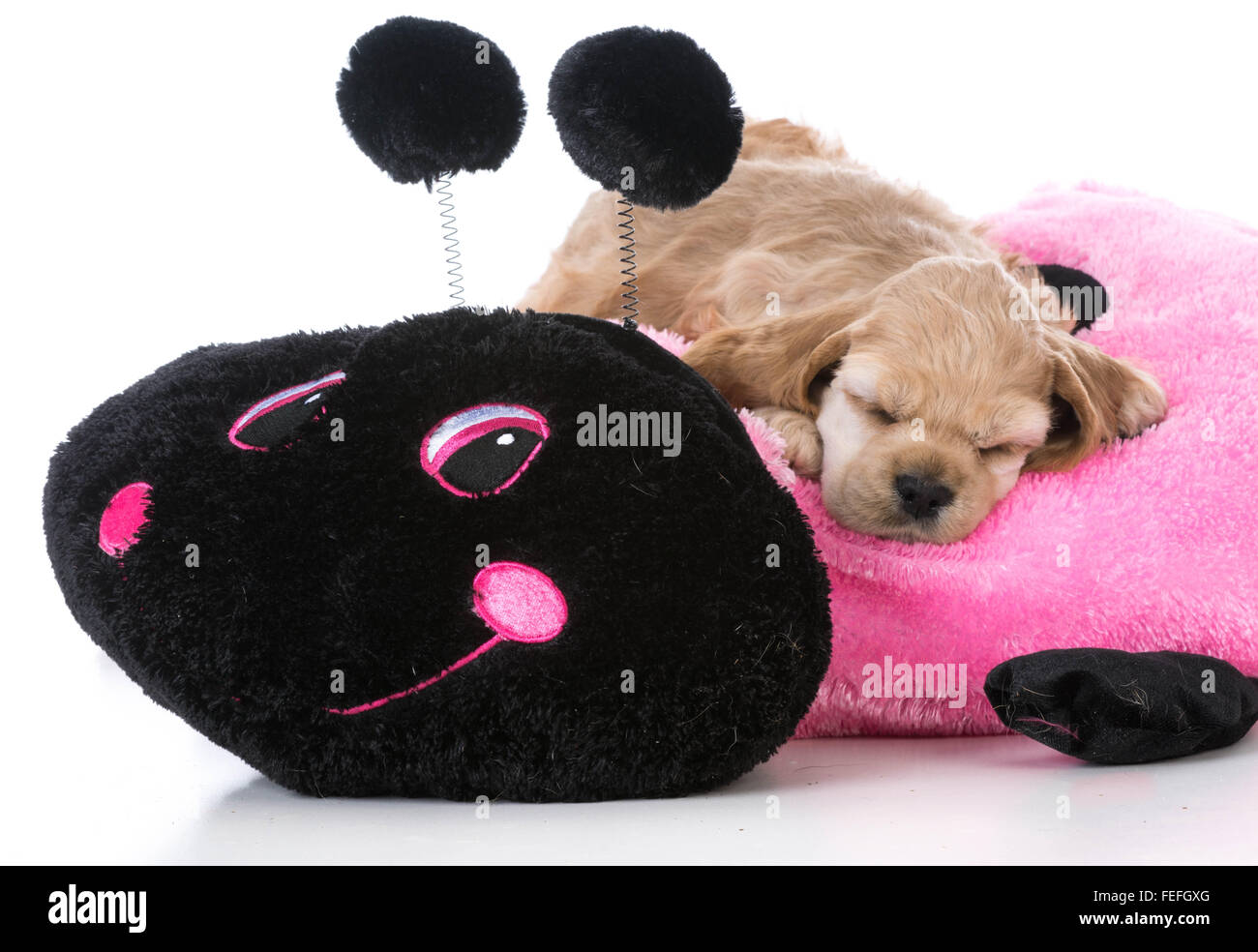 american cocker spaniel puppy on a dog bed Stock Photo Alamy