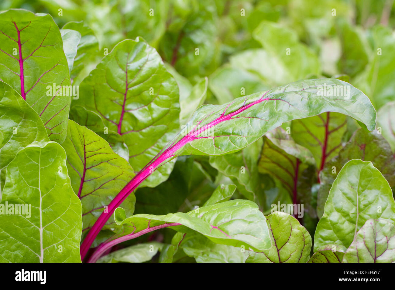 Swiss Chard 'Rosa; in the vegetable garden. Stock Photo