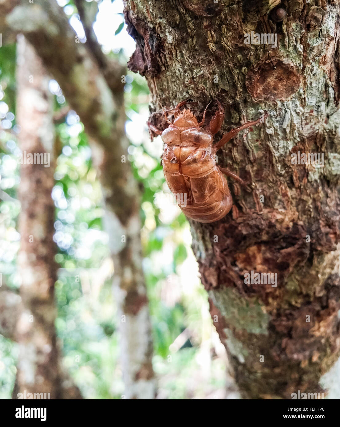 Large cicada shell on the tree. Stock Photo
