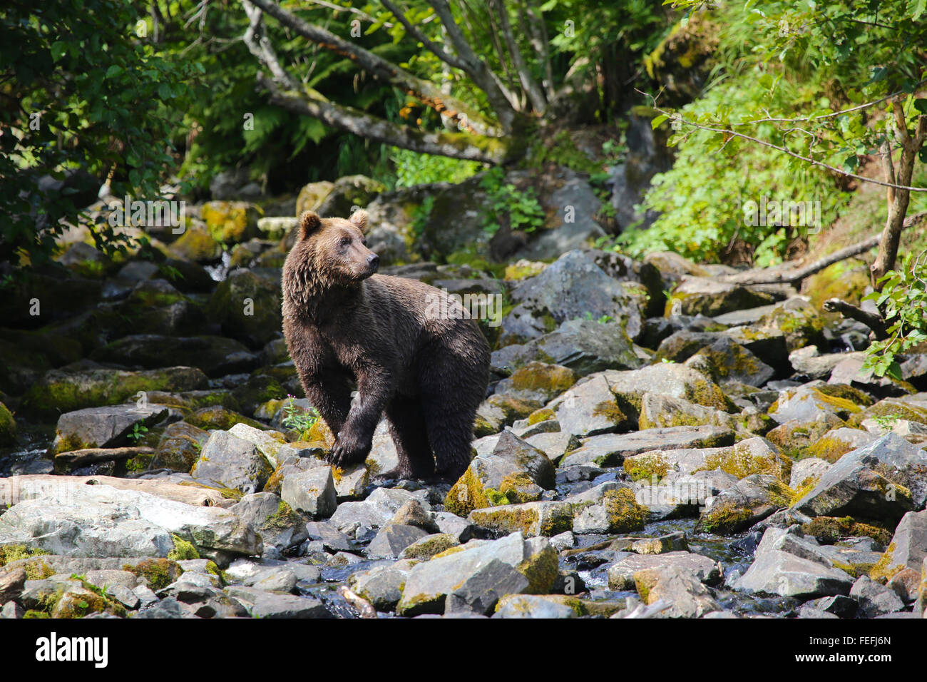 Majestic Grizzly bear standing on rocks in Alaska Stock Photo