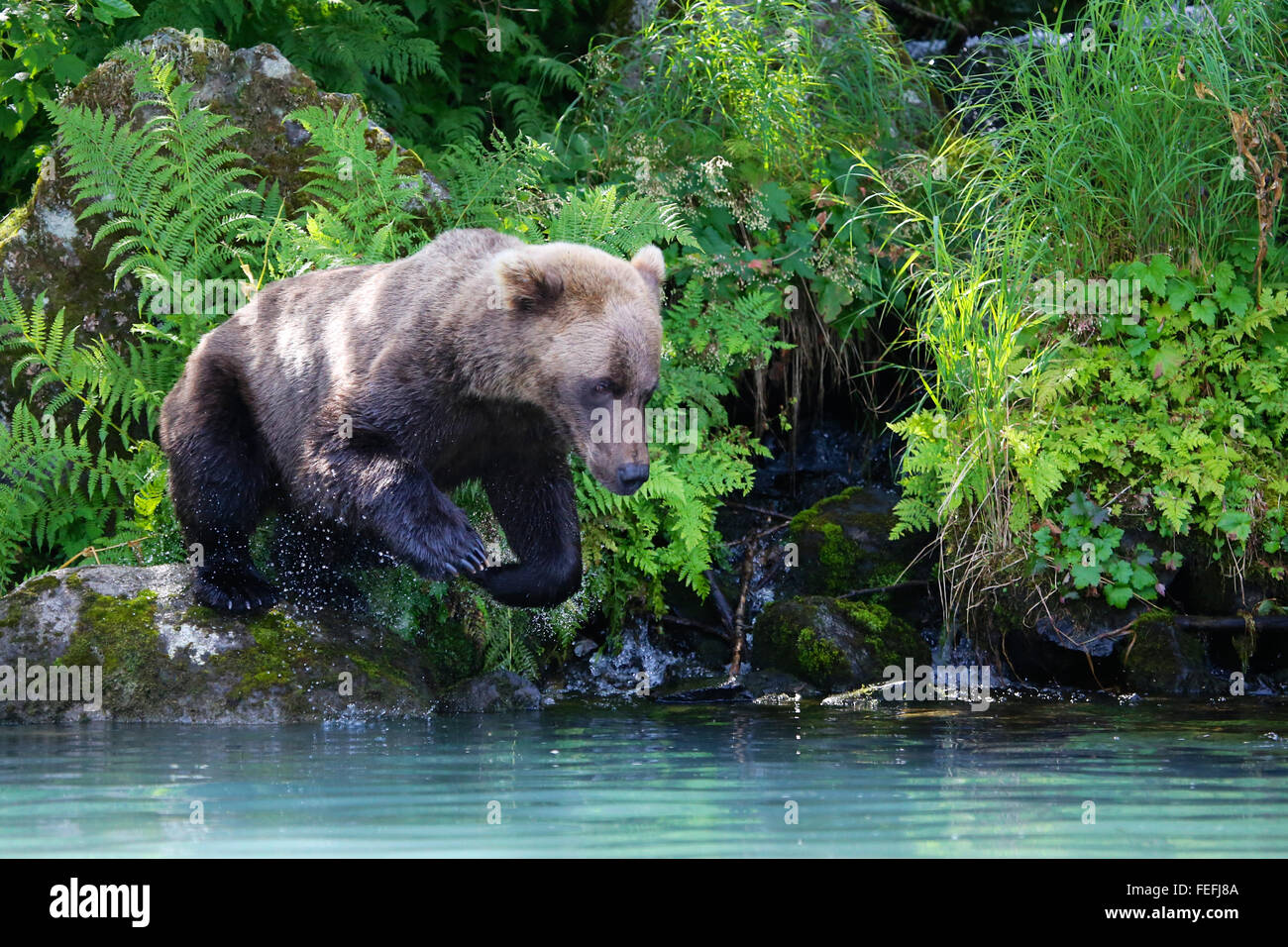 Grizzly Bear Jumping into Alaska river for salmon Stock Photo Alamy