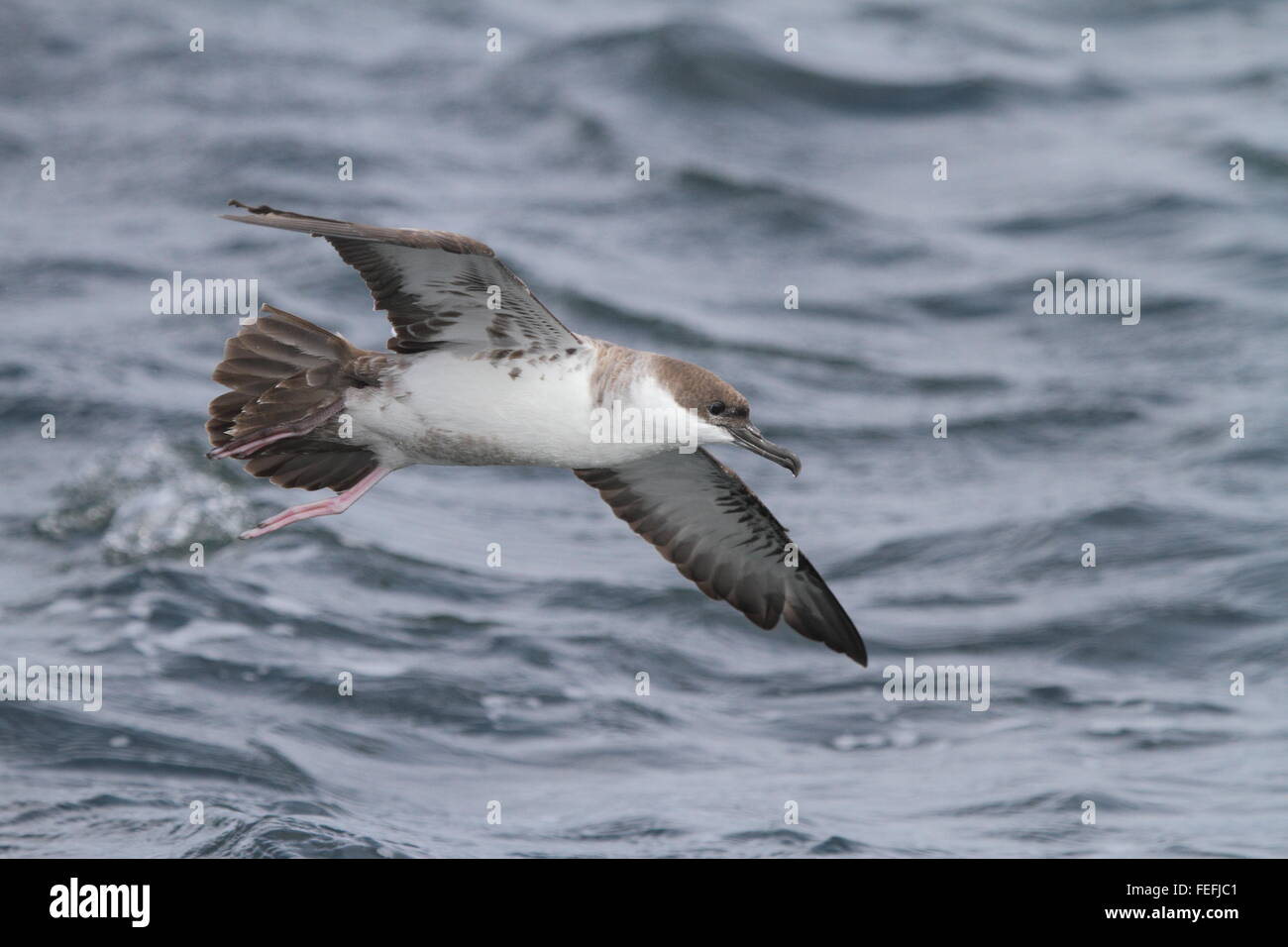 Great Shearwater (Puffinus gravis), at sea, Isles of Scilly UK Stock
