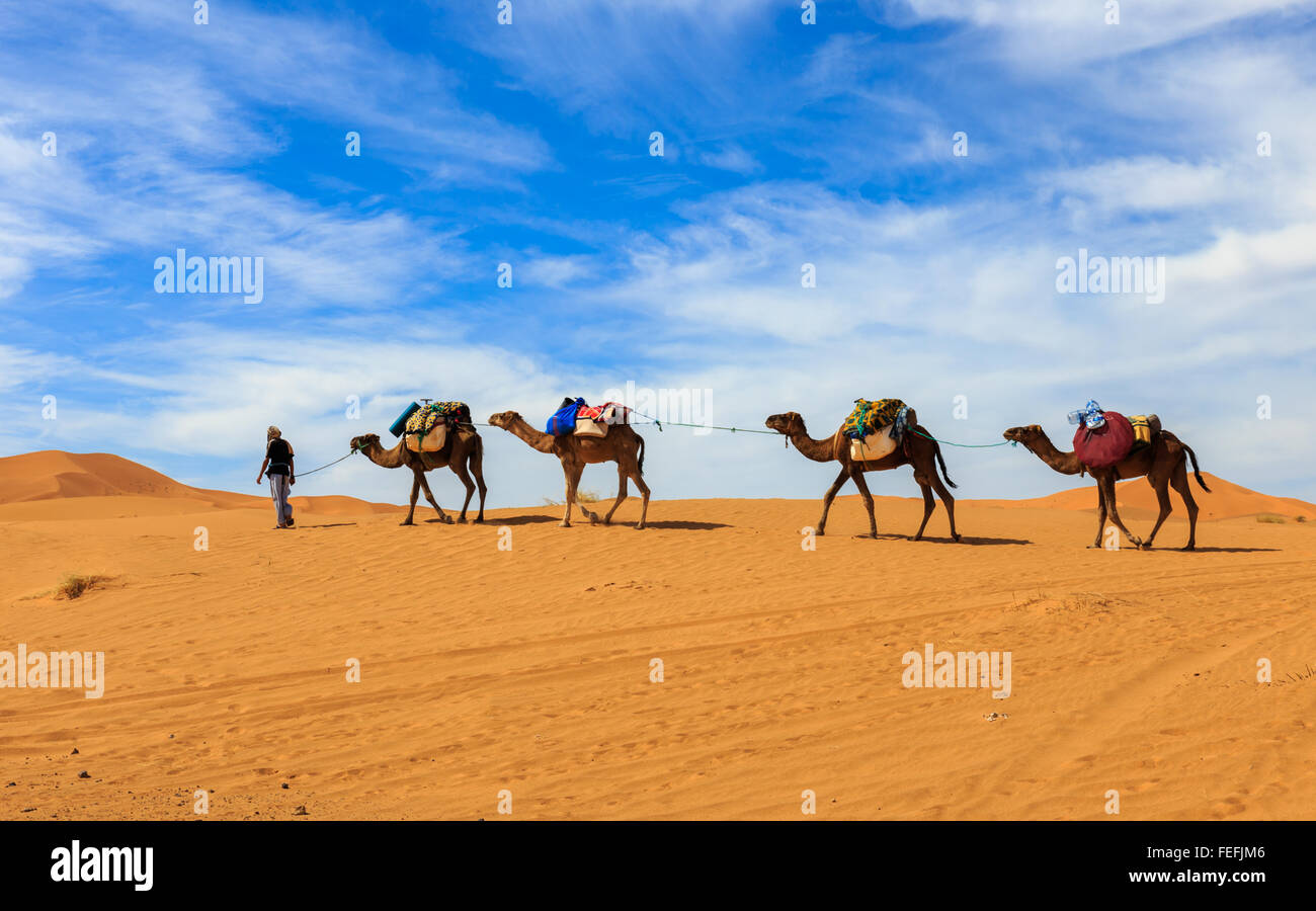 camel caravan going through the desert Stock Photo - Alamy