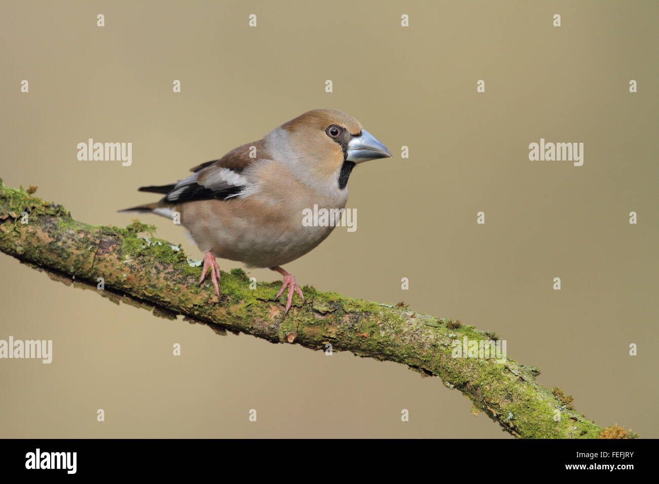 Female Hawfinch (Coccothraustes coccothraustes), Forest of Dean, Gloucestershire UK Stock Photo