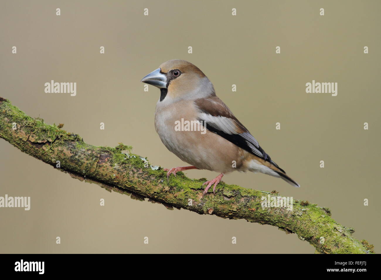 Female Hawfinch (Coccothraustes coccothraustes), Forest of Dean, Gloucestershire UK Stock Photo
