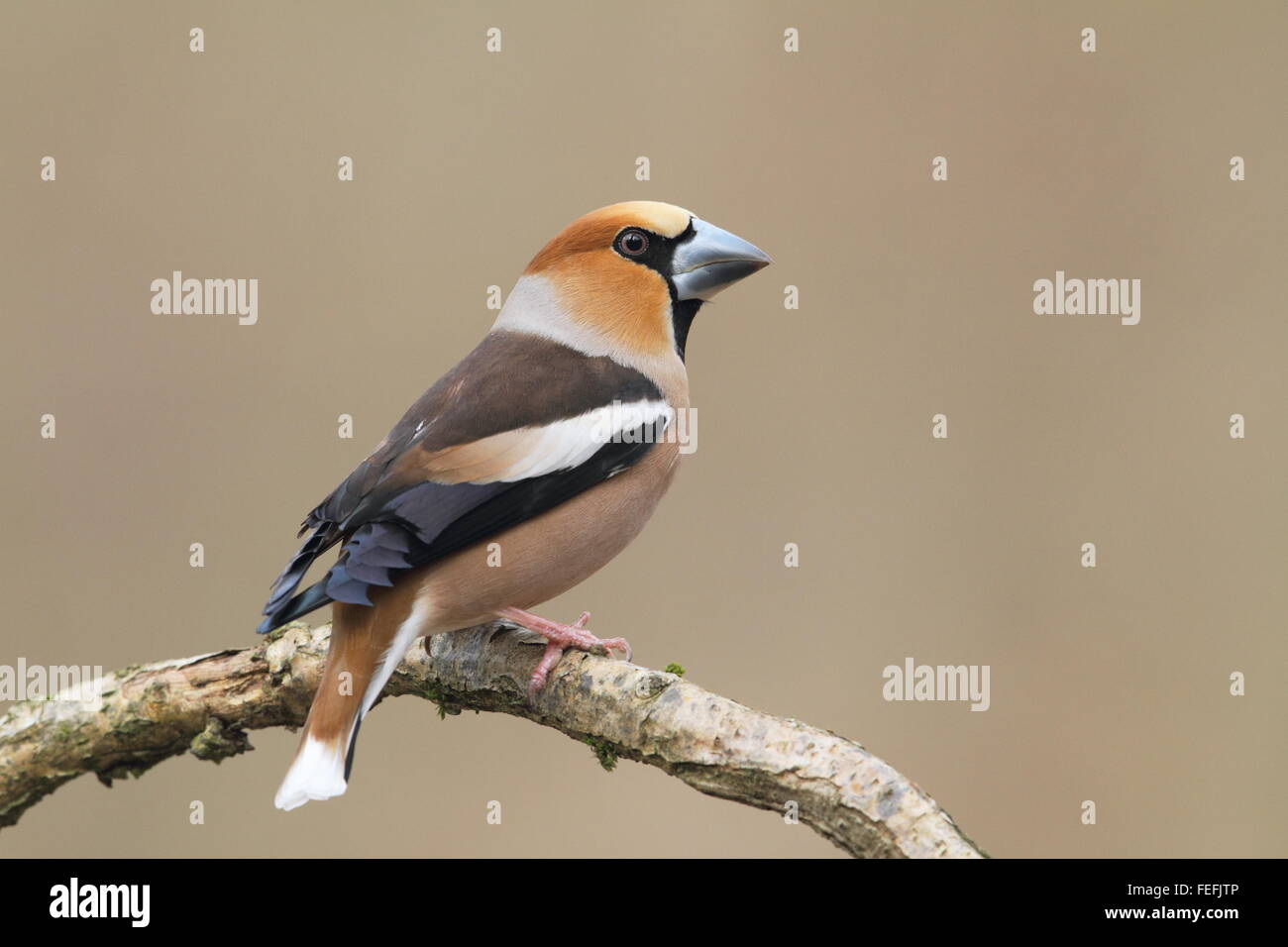 Male Hawfinch (Coccothraustes coccothraustes), Forest of Dean, Gloucestershire UK Stock Photo