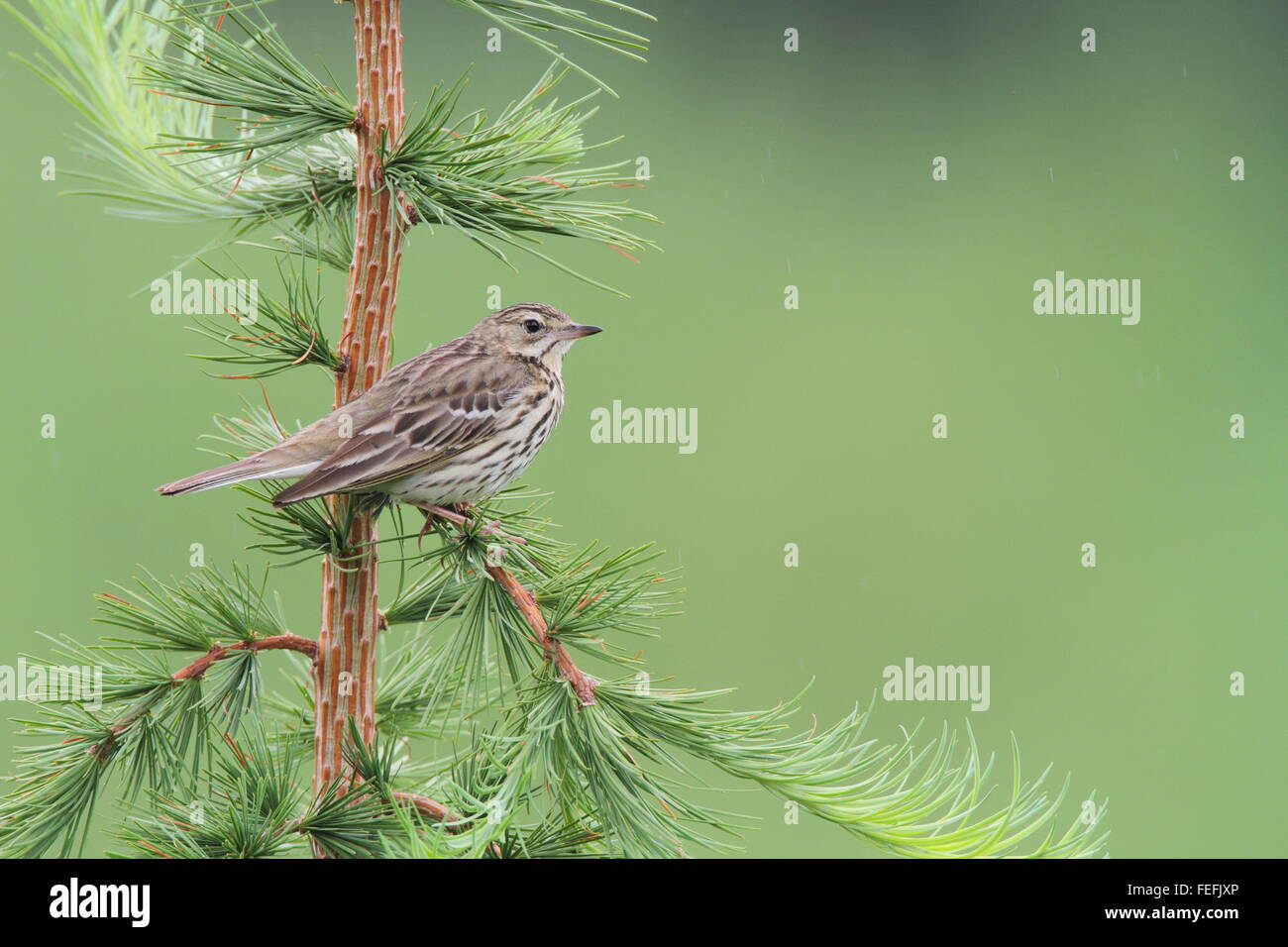 Tree Pipit (Anthus trivialis), Forest of Dean, Gloucestershire UK Stock Photo